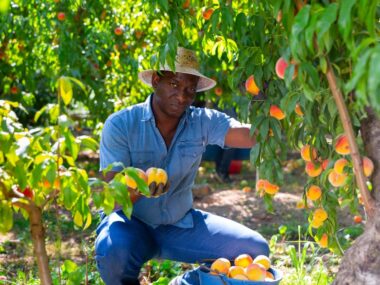 How To Secure Fruit Picking Jobs in Canada With Free Visa Sponsorship in 2026
